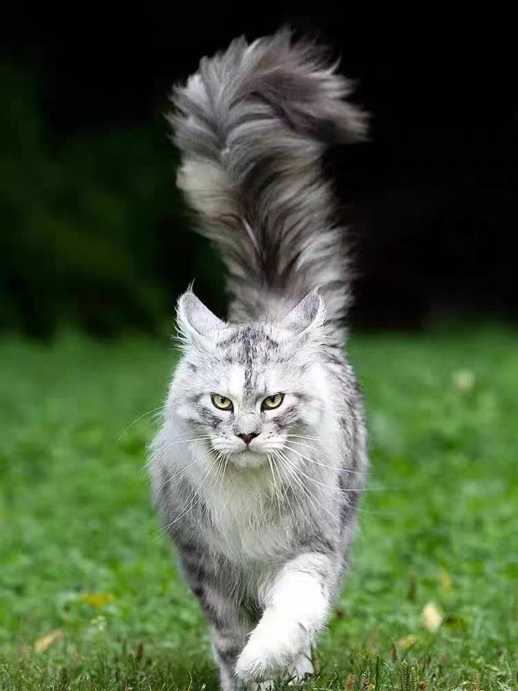猫舍直销,批发价出售,缅因猫